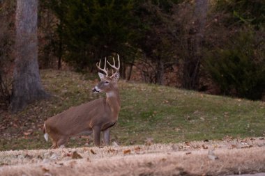 ak kuyruklu geyik sekiz maddelik buck sonbaharda bir çayırda.