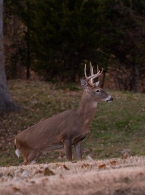 ak kuyruklu geyik sekiz maddelik buck sonbaharda bir çayırda.