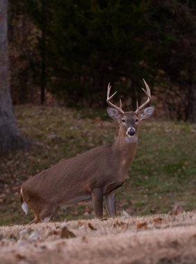 ak kuyruklu geyik sekiz maddelik buck sonbaharda bir çayırda.
