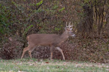 Ak kuyruklu geyik sağ noktası buck Missouri Mississippi Nehri yakınındaki ormanda kenarı boyunca çalışır