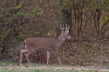 Ak kuyruklu geyik sağ noktası buck Missouri Mississippi Nehri yakınındaki ormanda kenarı boyunca çalışır
