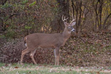 Ak kuyruklu geyik sağ noktası buck Missouri Mississippi Nehri yakınındaki ormanda kenarı boyunca çalışır