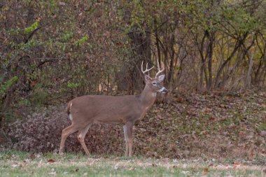 Ak kuyruklu geyik sağ noktası buck Missouri Mississippi Nehri yakınındaki ormanda kenarı boyunca çalışır