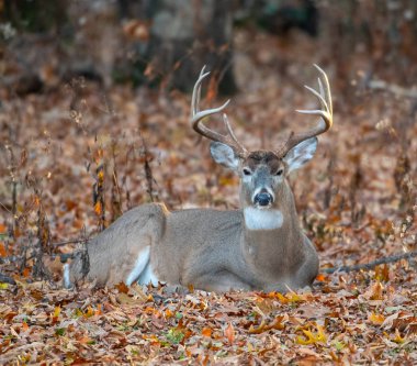 A large white-tailed deer bedded dpwm om fall leaves at the edge of the woods clipart