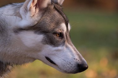 Altı aylık Sibirya husky portresi