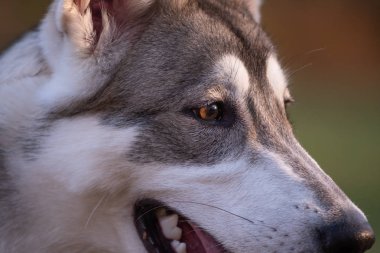 Altı aylık Sibirya husky portresi