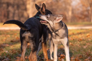 Siberian dış yapraklar ve Alman çoban köpeği, altı ay önce her iki kukla oyun açık bir alandaki bir sopayla