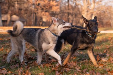 Siberian dış yapraklar ve Alman çoban köpeği, altı ay önce her iki kukla oyun açık bir alandaki bir sopayla