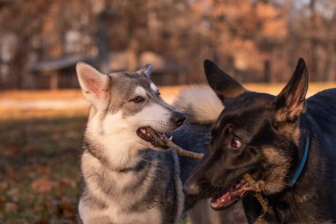 Siberian dış yapraklar ve Alman çoban köpeği, altı ay önce her iki kukla oyun açık bir alandaki bir sopayla