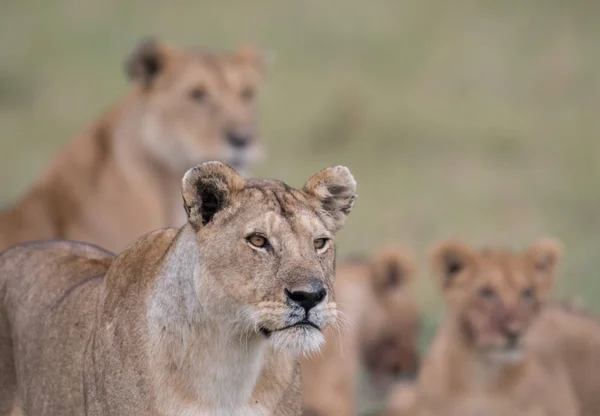 Een Leeuwin Masai Mara Game Reserve Met Vrouw Welpen Achtergrond — Stockfoto
