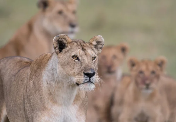 Een Leeuwin Masai Mara Game Reserve Met Vrouw Welpen Achtergrond — Stockfoto