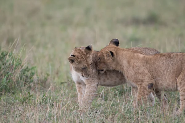 在肯尼亚马赛马拉野生动物保护区的大草原上 两只狮子幼崽在一起玩耍 — 图库照片