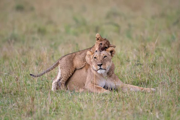 Masai Mara Game Reserve, Kenya dişi aslanla bir aslan yavrusu çalış