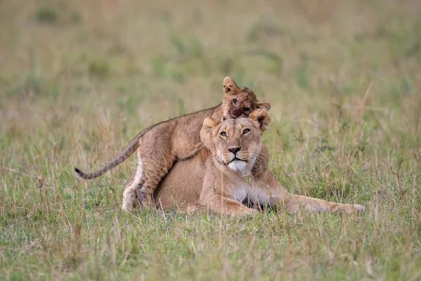Een Leeuw Cub Speelt Met Vrouwelijke Leeuw Masai Mara Game — Stockfoto