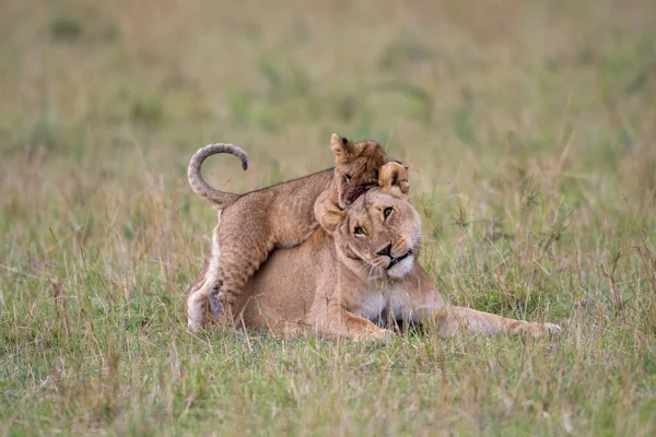 Masai Mara Game Reserve, Kenya dişi aslanla bir aslan yavrusu çalış