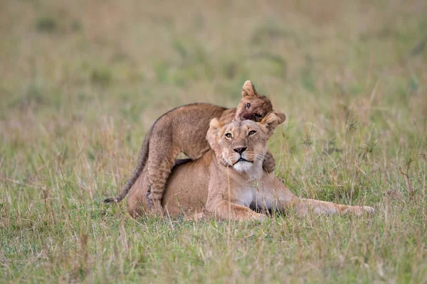 Een Leeuw Cub Speelt Met Vrouwelijke Leeuw Masai Mara Game — Stockfoto
