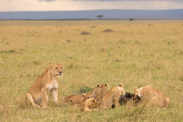 Orgulho Leão Uma Matança Final Noite Masai Mara Game Reserve — Fotografia de Stock