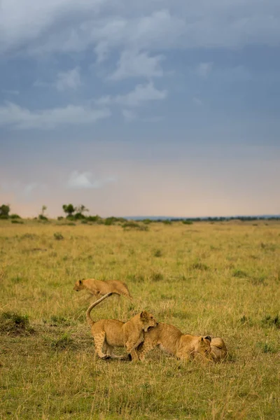 Orgulho Leão Uma Matança Final Noite Masai Mara Game Reserve — Fotografia de Stock