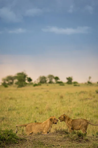 Orgullo León Una Matanza Última Hora Noche Masai Mara Game —  Fotos de Stock