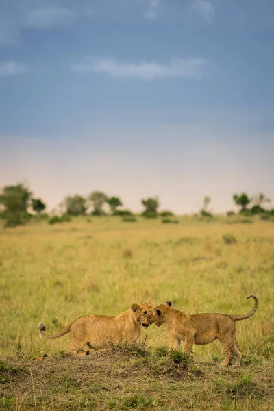 Orgulho Leão Uma Matança Final Noite Masai Mara Game Reserve — Fotografia de Stock