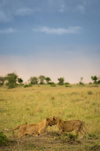 Lví Hrdost Zabití Pozdě Večer Masai Mara Game Reserve Keňa — Stock fotografie