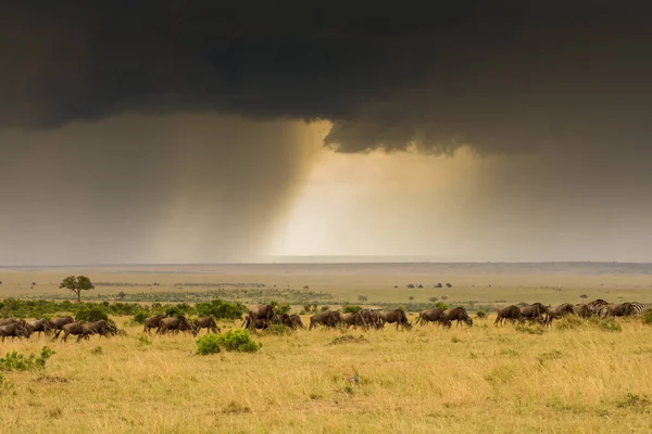 Manada Ñus Reserva Caza Masai Mara Kenia Con Tormenta Fondo — Foto de Stock