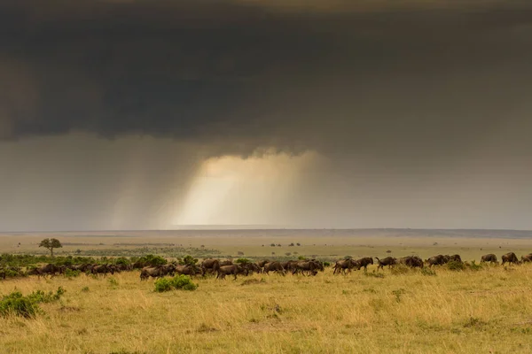 Manada Ñus Reserva Caza Masai Mara Kenia Con Tormenta Fondo — Foto de Stock