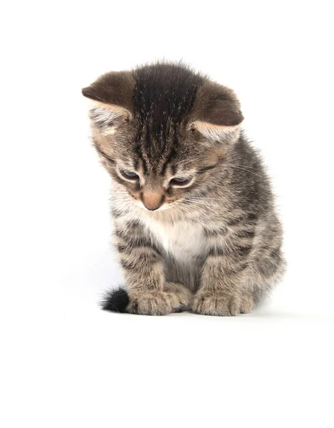 Niedliches Baby Tabby Kätzchen Schaut Isoliert Auf Weißem Hintergrund Herunter — Stockfoto