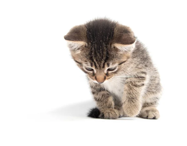 Cute Baby Tabby Kitten Looking Isolated White Background — Stock Photo, Image