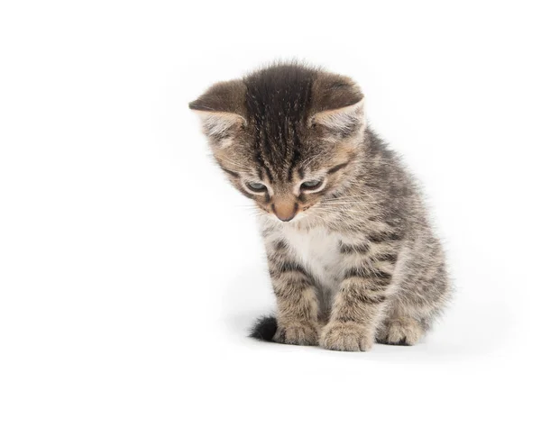 Schattige Baby Tabby Kitten Neerkijkt Geïsoleerd Witte Achtergrond — Stockfoto