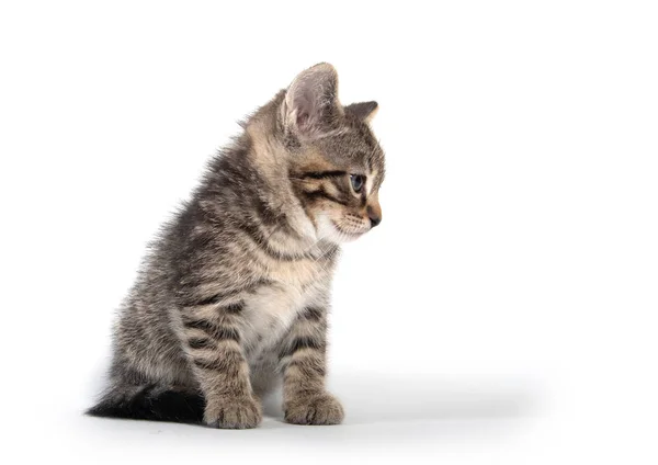 Lindo Bebé Tabby Gatito Mirando Abajo Aislado Blanco Fondo — Foto de Stock