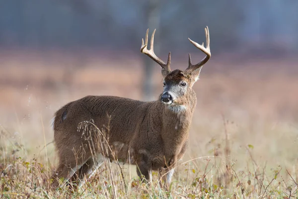 Large White Tailed Deer Buck Standing Open Field Smoky Mountains — Stock Photo, Image