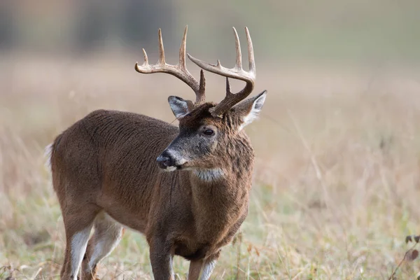 Grande Cervo Dalla Coda Bianca Piedi Campo Aperto Nel Smoky — Foto Stock