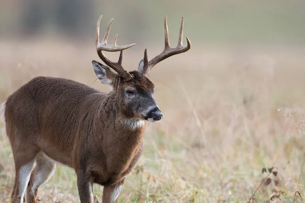 Großer Weißschwanz Hirschbock Steht Auf Offenem Feld Rauchigen Gebirgsnationalpark Tennissee — Stockfoto