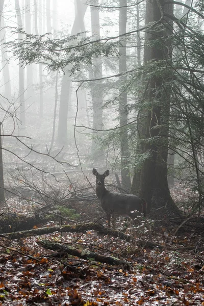 White Tailed Deer Doe Standing Woods Foggy Morning — Stock Photo, Image