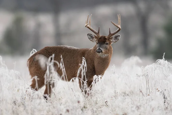 大白尾鹿降压在霜被盖的草甸在第一光 — 图库照片