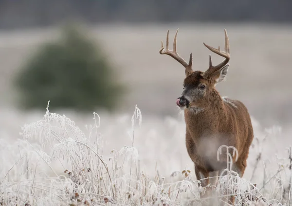 Grand Cerf Virginie Buck Dans Une Prairie Couverte Givre Premier — Photo