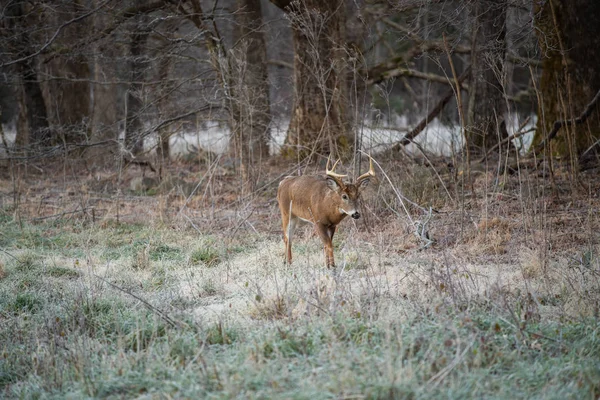 Grand Cerf Virginie Lisière Des Bois Par Une Matinée Glacée — Photo