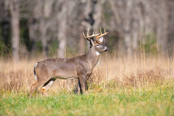 Grote Witstaarthert Buck Staande Een Open Veld Smoky Mountains National — Stockfoto