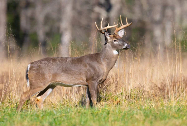 Stora Vitsvanshjort Buck Stående Ett Öppet Fält Smoky Mountains National — Stockfoto