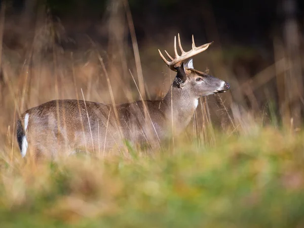 在田纳西州烟山国家公园的一片空地上 站着的大白尾鹿雄鹿 — 图库照片