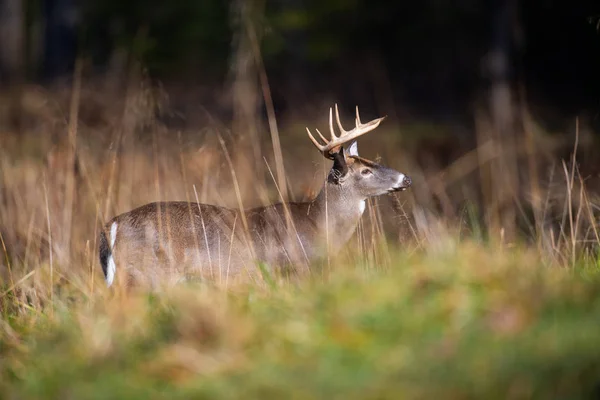 Duże Jeleń Buck Stojący Otwartym Polu Smoky Mountains National Park — Zdjęcie stockowe