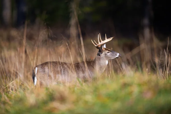 Stora Vitsvanshjort Buck Stående Ett Öppet Fält Smoky Mountains National — Stockfoto