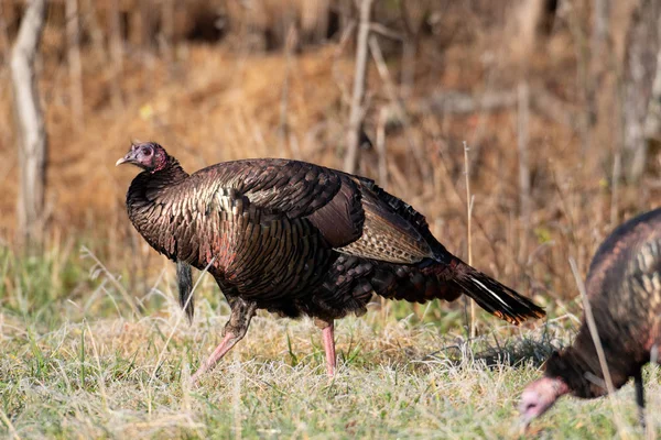 Wild Turkey Genom Äng Frostig Morgon Vinter — Stockfoto