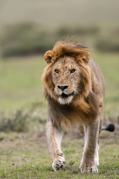 A male African lion hunting in a savannah in Masai Mara Game Reserve, Kenya