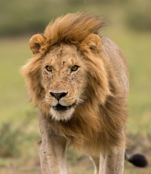 A male African lion hunting in a savannah in Masai Mara Game Reserve, Kenya