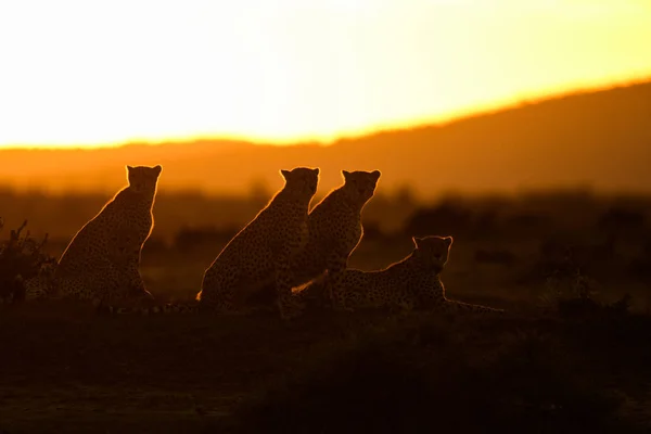 Silhueta Chitas Nascer Sol Reserva Natural Masai Mara Quênia — Fotografia de Stock