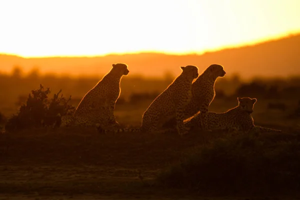 Silhueta Chitas Nascer Sol Reserva Natural Masai Mara Quênia — Fotografia de Stock