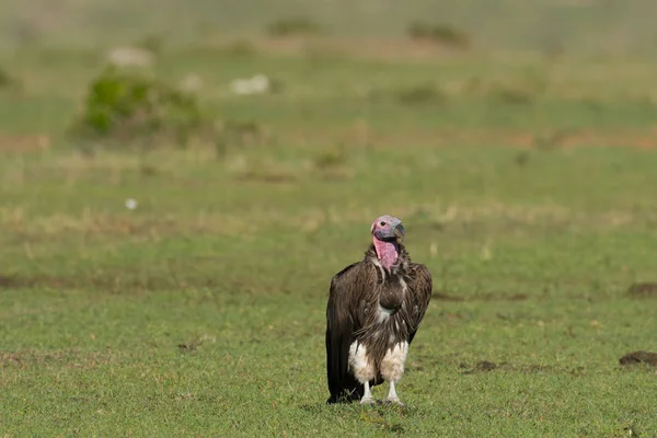 Abutre Cara Lappet Maasai Mara Game Reserve Quênia — Fotografia de Stock