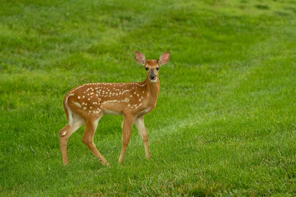 夏の草原でのスポットと白い尾の鹿子鹿 — ストック写真